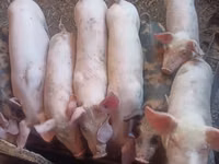 Scroafă, Porci — foto 3
