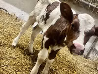Cow, Simmental cattle — photo 2