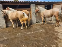 Madyan, Atlar — foto 3