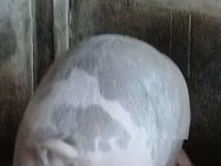 नर सूअर, सूअर — फ़ोटो 5