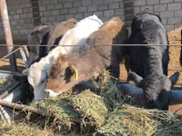 Bou, Bovine — foto 7