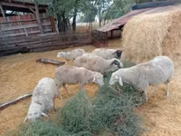 公羊, Sheep — 照片 3