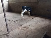 Toro, Russian Black pied cattle — foto 1