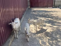 Capră, Russian White goat — foto 4