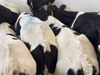 أبقار (دفعة، الجنس غير محدد), Simmental cattle — الصورة 6