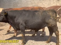 ثور, البقرة البيضاء الحمراء البيلاروسية — الصورة 2