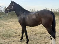 Hengst, Orlov Trotter — Foto 4
