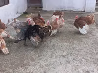 Turkeys — 6-rasm