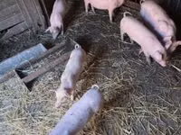 Pigs (batch, sex not specified), Pigs — photo 2