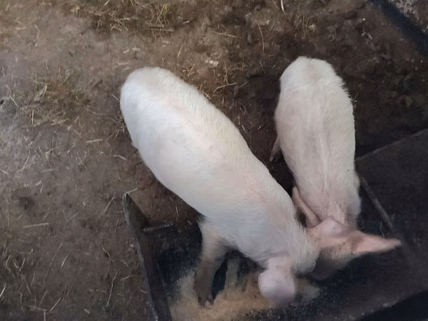 Säue, Schweine — Republik Moldau