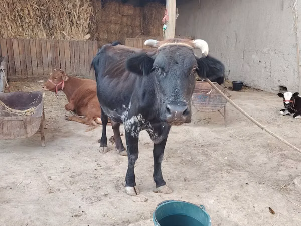 母牛, Cattle