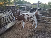 Buğa, Simmental cattle — foto 4