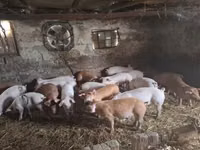 Säue, Schweine — Foto 1