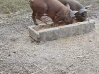 Boar — photo 2