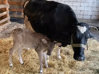 Cow, Holstein breed — photo 6