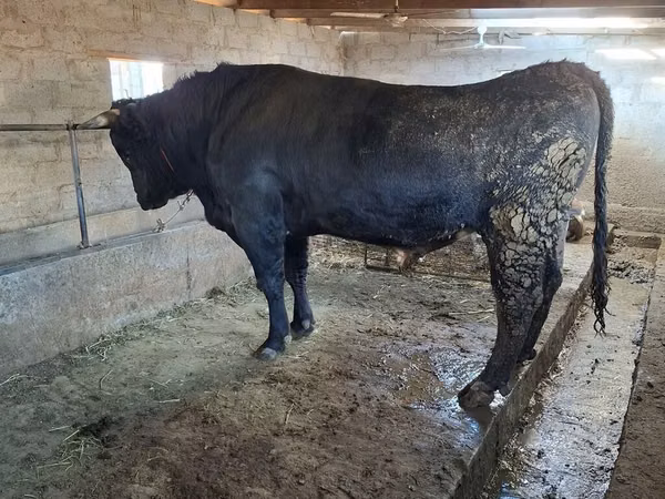 Buqa, Swiss cattle