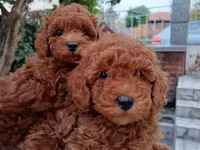 Məhsul: Toy pudel balaları Xüsusiyyətlər: - Cins: Toy Poodle (oyuncaq — फ़ोटो 2