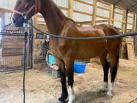 Toychoq, Dutch warmblood horse — 8-rasm