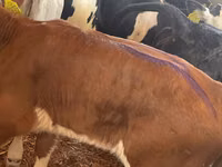 Bovine (lot, sex nespecificat), Bovine — foto 4