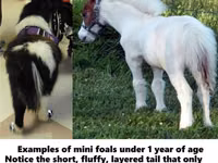 घोड़ा, Miniature horse — फ़ोटो 2