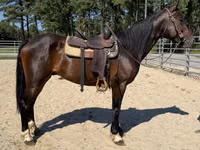 Cavalo, Morgan — foto 3