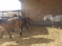 Caballo, Horse breed — foto 2