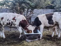 公牛, Cattle — 照片 1