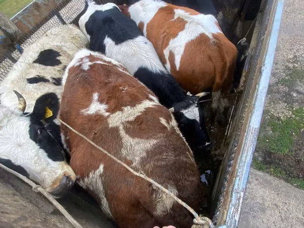 Toro, Simmental cattle