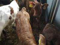 Bovine (lot, sex nespecificat), Simmental cattle — foto 7