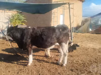 Cow, Simmental cattle — photo 4