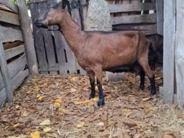 Goat, Alpine goat