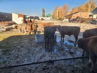 Bulle, Simmental cattle — Foto 2