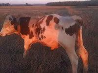 Bou, Bovine — foto 5