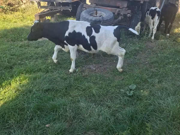Bulle, Russian Black pied cattle — Republik Moldau