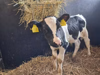 Bulle, Russian Black pied cattle — Foto 4