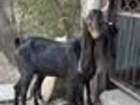Capră, Kamori goats — foto 5