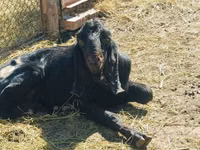 Țap, Kamori goats — foto 5
