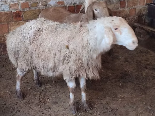 Oaie, West-Siberian mutton sheep