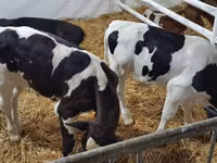 Buğa, Russian Black pied cattle — foto 2