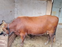 公牛, Cattle — 照片 3
