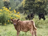 सांड, गैलोवे गाय — फ़ोटो 7