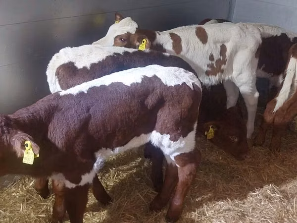 公牛, Cattle