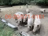 Säue, Schweine — Foto 1