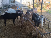 Ziegenbock, Nubian Goat — Foto 2