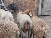 Ram, Sheep — photo 5