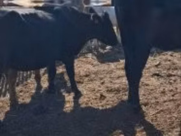 Vache, Bovins