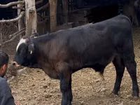 Toro, Simmental cattle — foto 1