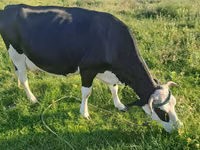 Kuh, Russian Black pied cattle — Foto 1