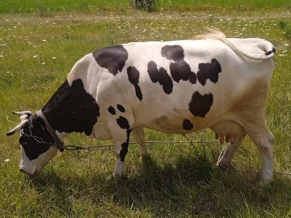 Cow, Russian Black pied cattle