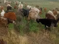Goat, Goats — photo 1